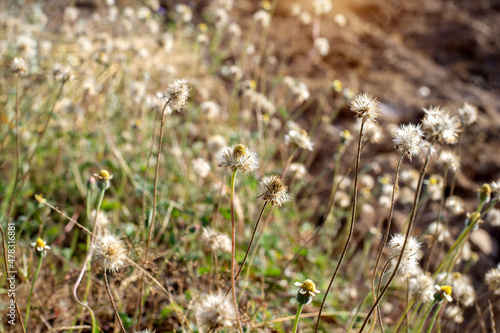 Grass flower,Backgrounds, Blur grassy flowers and soft sunlight.