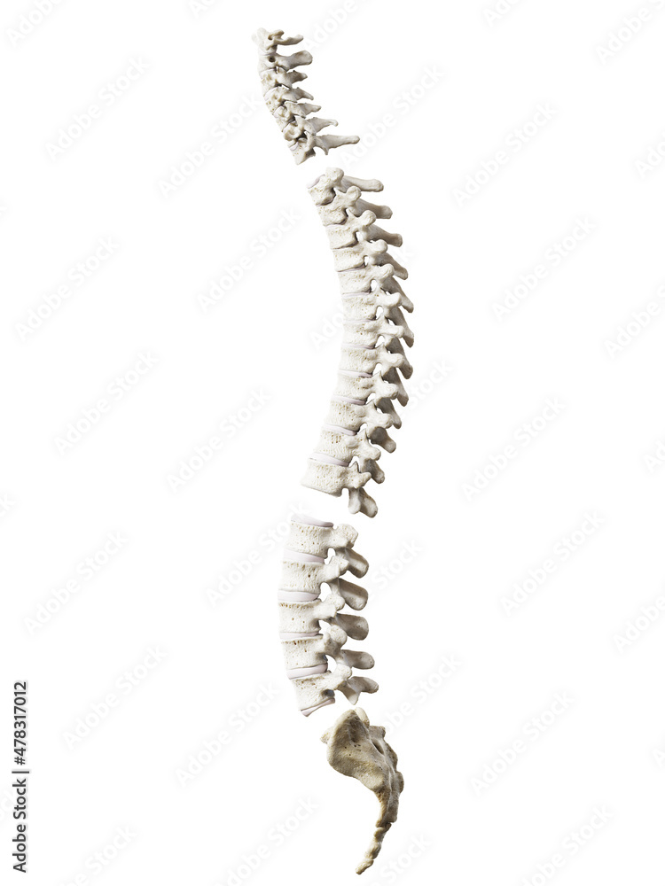 3d rendered illustration of the spine segments 3d rendered illustration of the spine segments