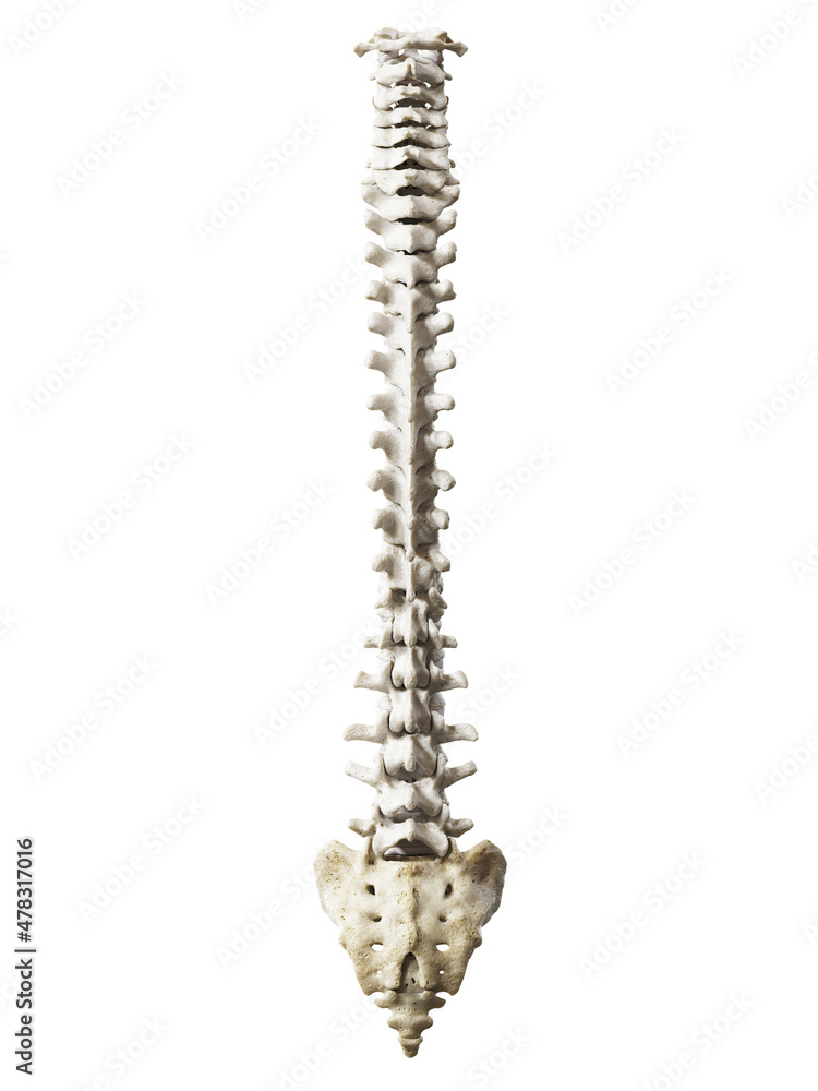 3d rendered illustration of the spine 3d rendered illustration of the spine