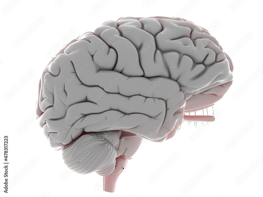 3d rendered illustration of a human brain 3d rendered illustration of a human brain