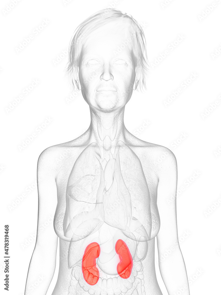 3d rendered medically accurate illustration of an elder females kidneys 3d rendered medically accurate illustration of an elder females kidneys