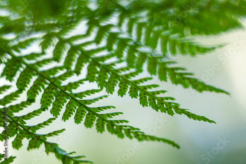 Close up of a green fern leaf in the forest