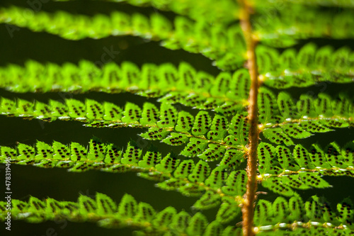 Close up of a green fern leaf in the forest