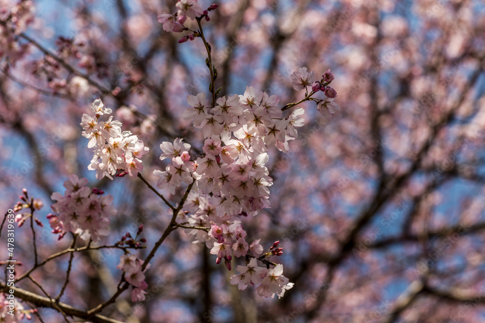 Cherry blossoms, pink sakura flowers on a branch at sunny day in Japan Cherry blossoms, pink sakura flowers on a branch at sunny day in Japan