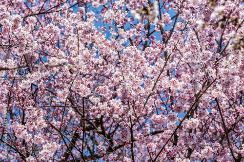 Cherry blossoms, pink sakura flowers on a branch at sunny day in Japan