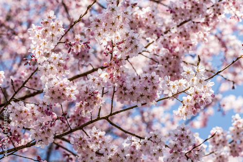 Cherry blossoms, pink sakura flowers on a branch at sunny day in Japan