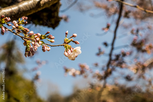 Cherry blossoms, pink sakura flowers on a branch at sunny day in Japan