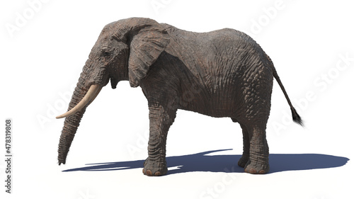 3d rendered illustration of an elephant