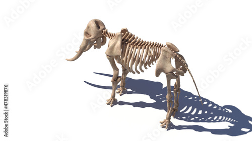 Photography 3d rendered illustration of an elephant skeleton