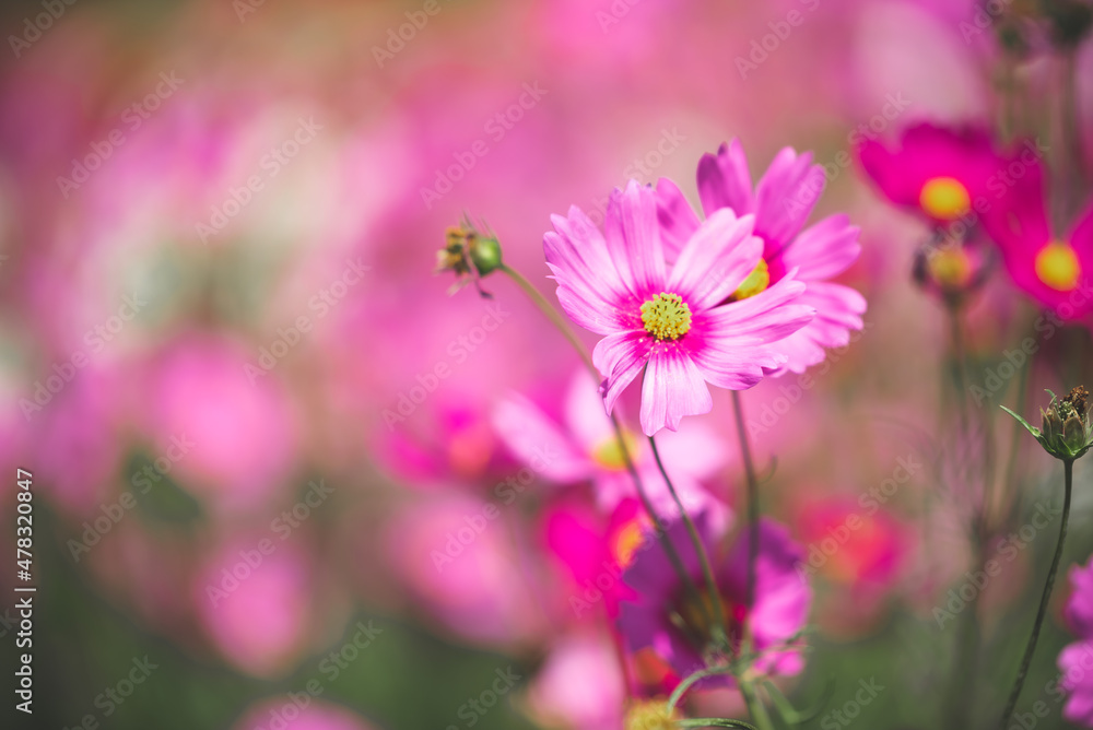 Pink cosmos flower blooming cosmos flower field, beautiful vivid natural summer garden outdoor park image. Pink cosmos flower blooming cosmos flower field, beautiful vivid natural summer garden outdoor park image.