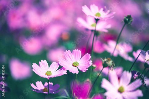 Pink cosmos flower blooming cosmos flower field  beautiful vivid natural summer garden outdoor park image.