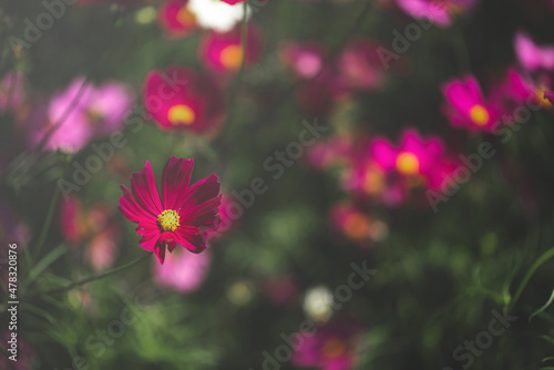 Pink cosmos flower blooming cosmos flower field, beautiful vivid natural summer garden outdoor park image. © rachaphak