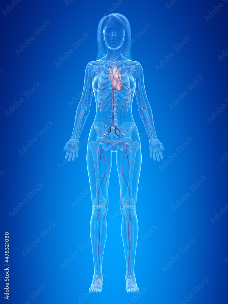 3d rendered illustration of the female heart and veins 3d rendered illustration of the female heart and veins