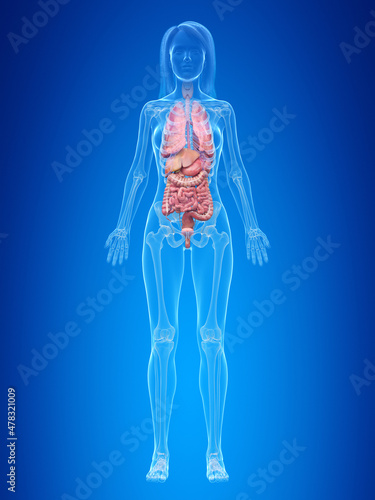 3d rendered illustration of the female organs