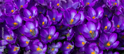 krokusy, fioletowe wiosenne kwiaty