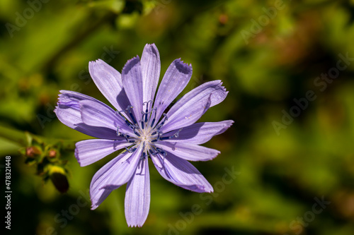 Cichorium intybus flower in meadow