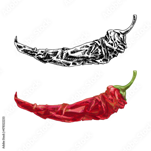 Whole dry pepper chilli. Vintage hatching illustration.