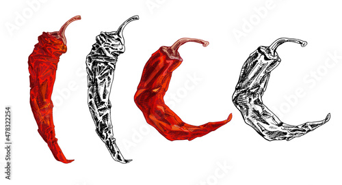 Obraz na plátně Whole dry pepper chilli. Vintage hatching illustration.