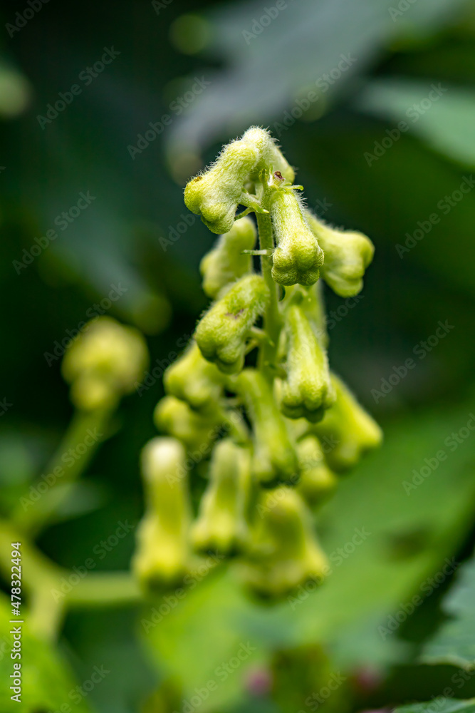 Aconitum lycoctonum flower growing in forest Aconitum lycoctonum flower growing in forest
