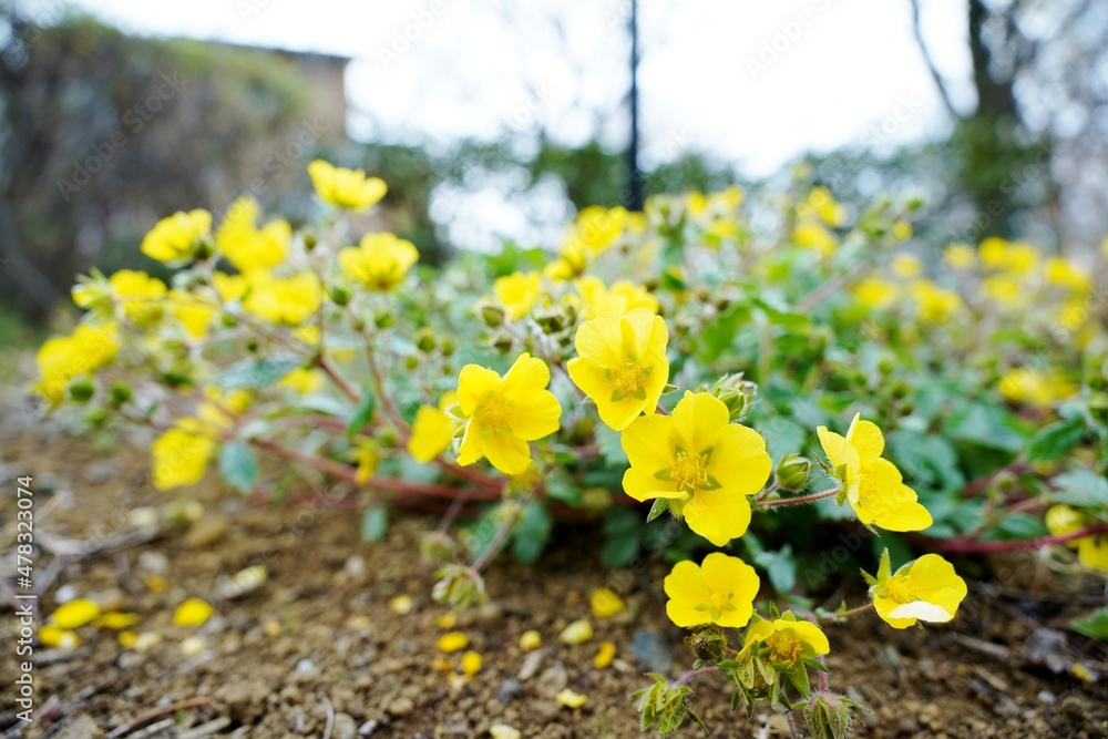 Obraz premium キジムシロの花