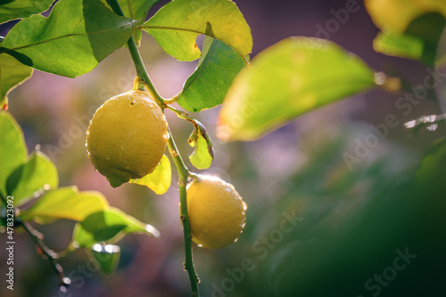Fresh lemons growing on lemon tree in garden. Shallow DOF.