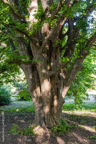 Fototapeta Large multi-stemmed camphor tree (Cinnamomum camphora), common camphor tree or camphor laurel with evergreen leaves