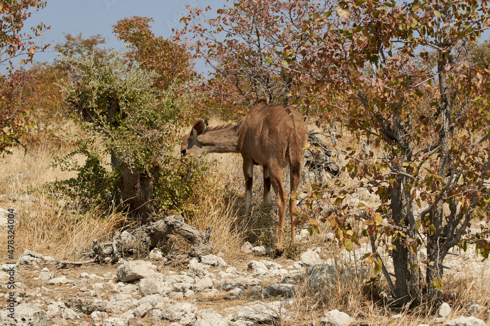 Fototapeta premium Female Kudu antelope feeding on a bush in beautiful Namibian nature (Tragelaphus strepsiceros)