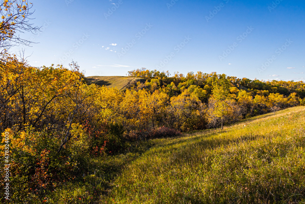 Naklejka premium Fall leaves, fall background, fall colors, fall, autumn, autumn leaves, autumn background, autumn colors, leaves, trees, woods, forest, yellow, botanical, forest, hills