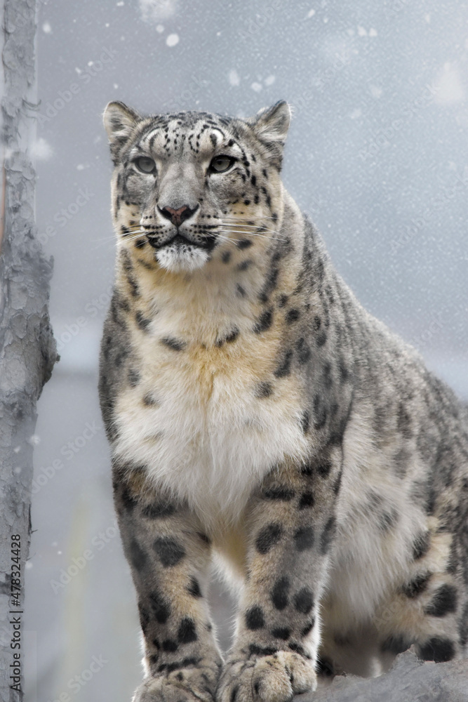 Naklejka premium lynx in the snow