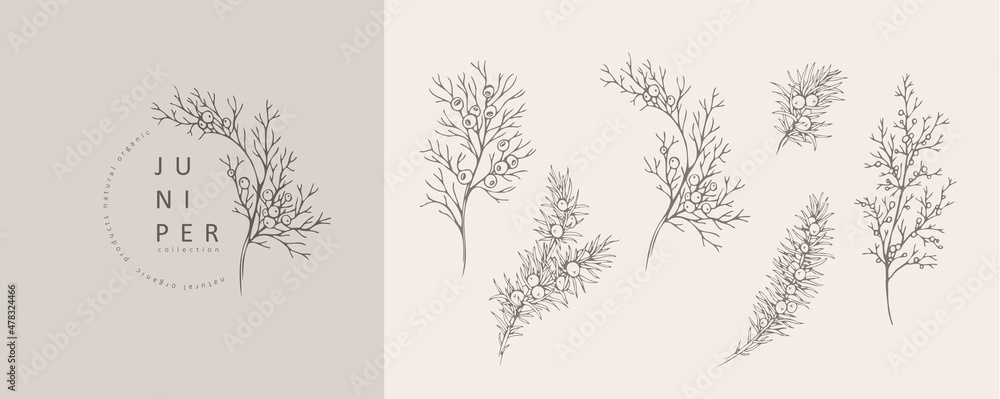Juniper Floral logo and branch set. Hand drawn line winter wedding herb, elegant leaves for invitation save the date card. Botanical rustic trendy greenery Juniper Floral logo and branch set. Hand drawn line winter wedding herb, elegant leaves for invitation save the date card. Botanical rustic trendy greenery