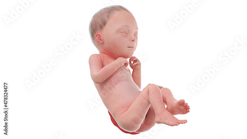 3d rendered medically accurate illustration of a human fetus - week 26 photo