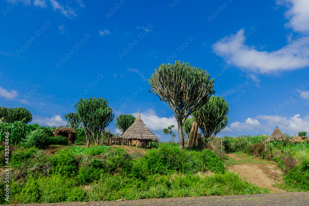 Panoramic View to the Tribal Wooden Dwellings among Green Grass and Trees in African Omo River Valley, Ethiopia