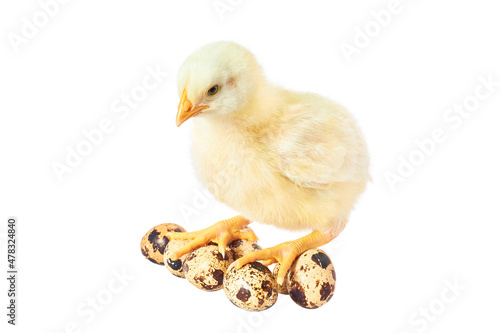 the chicken is sitting on quail eggs. Baby Chicken. Adorable Baby Chick Chicken on White Background Sits on Quail Eggs. Young white hen isolated on white background.