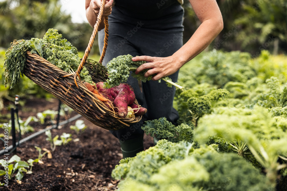 Fototapeta premium Unrecognizable woman picking fresh kale from a vegetable garden