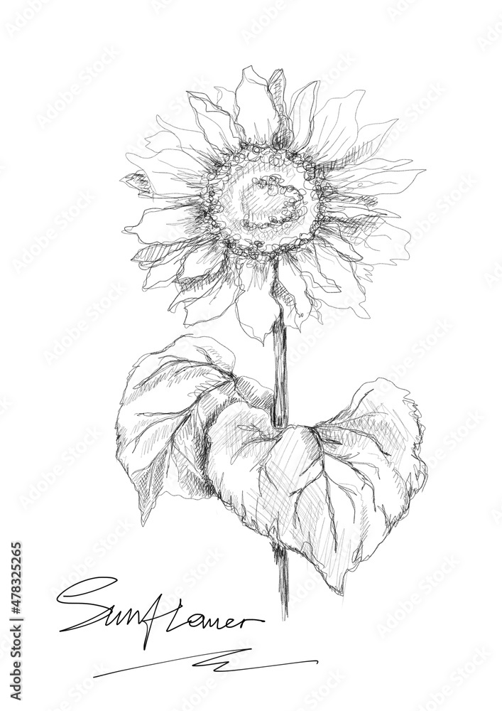 Hand drawn illustration of sunflower, monochrome line art. Isolated on white logo flower.