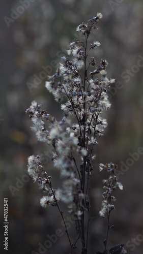 Withered flowers in early autumn © Helge
