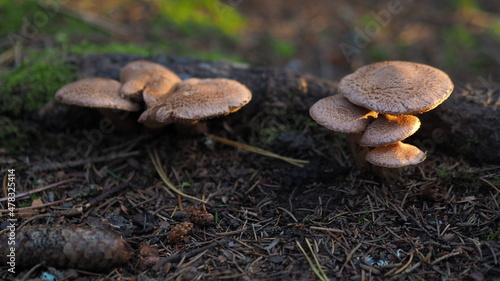 Mushrooms in autumn forest