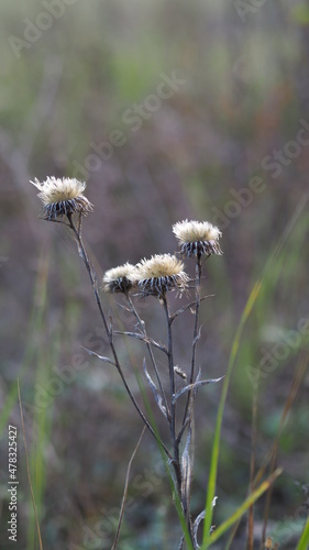 Withered flowers in early autumn