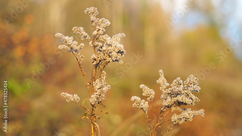 Withered flowers in early autumn