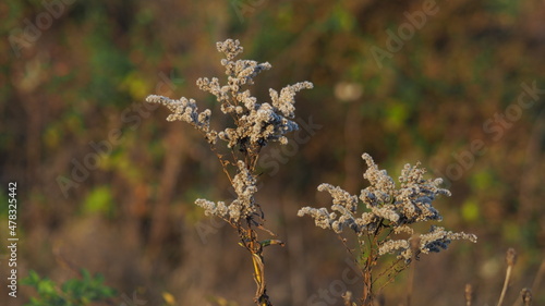 Withered flowers in late summer
