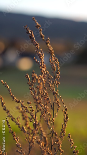 Withered flowers in late summer