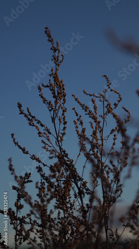Withered flowers in late summer