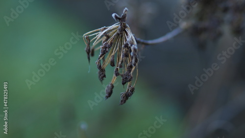 Frozen flower on a cold autumn day