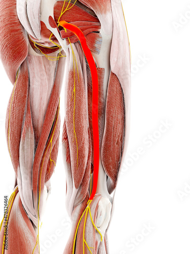 3d rendered illustration of the sciatic nerve photo