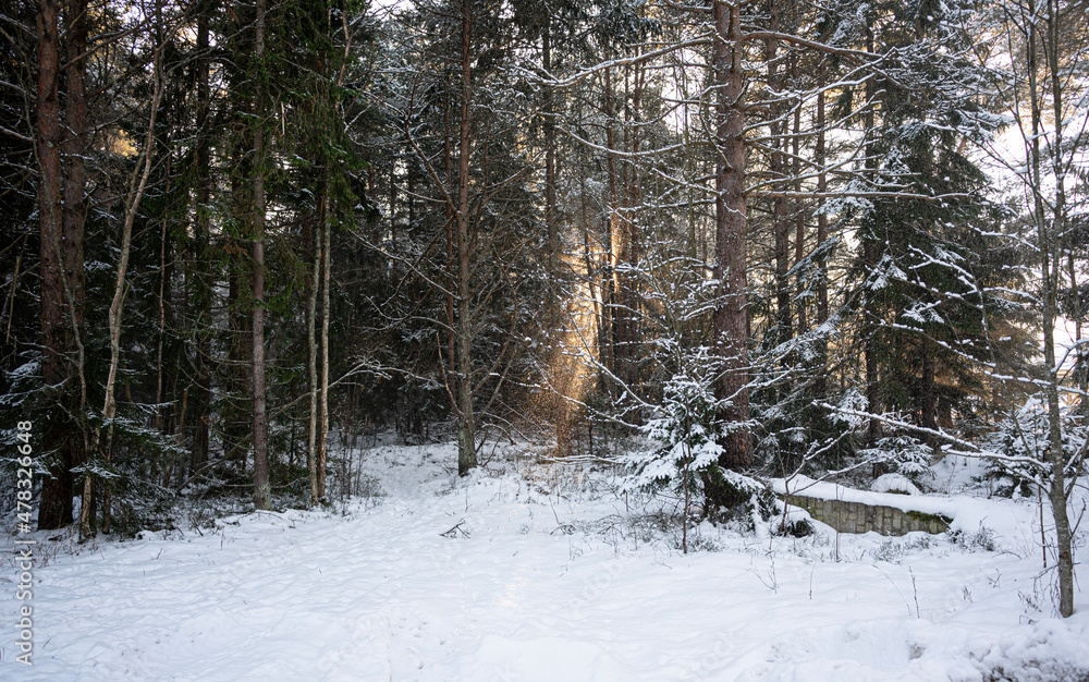 winter forest with sun in january winter forest with sun in january