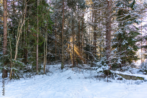 winter forest with sun in january