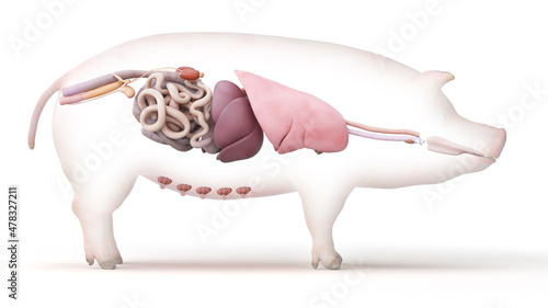 3d rendered illustration of the porcine anatomy - the organs
