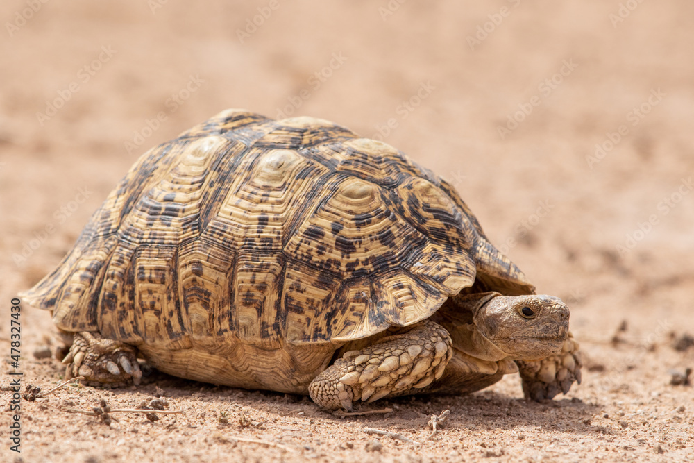 Leopard Tortoise in the Kgalagadi Leopard Tortoise in the Kgalagadi