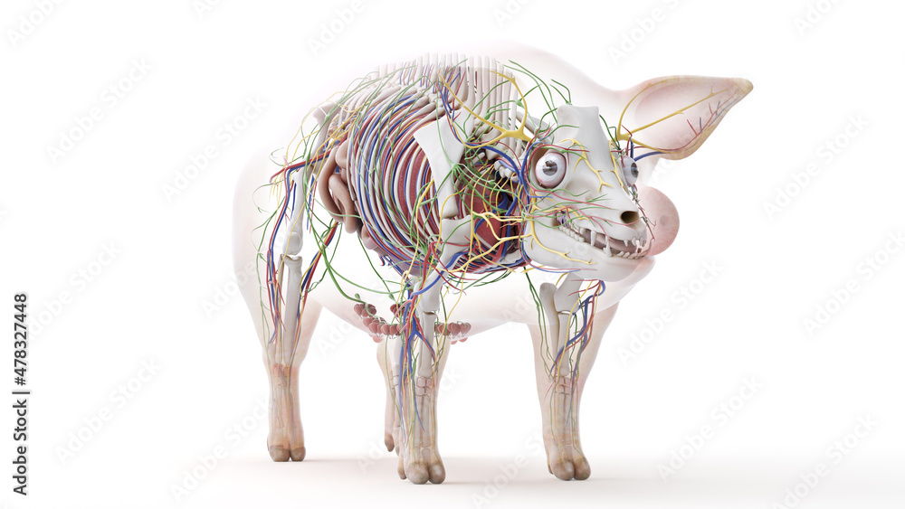 Fototapeta premium 3d rendered illustration of the porcine anatomy