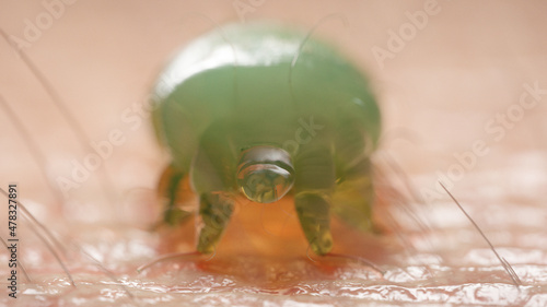 3d rendered illustration of a scabies mite photo